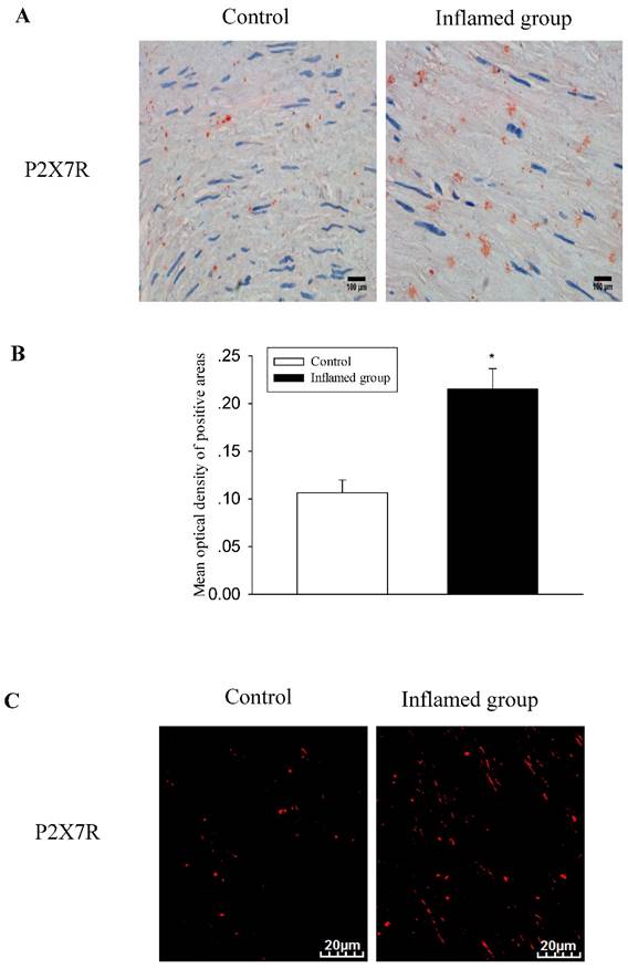 Int J Med Sci Image