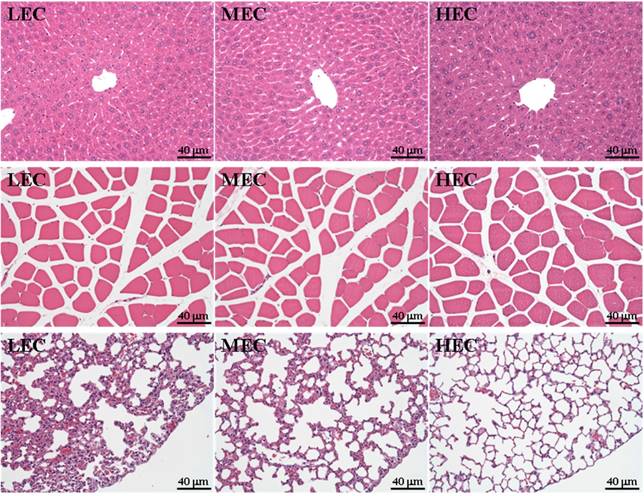 Int J Med Sci Image