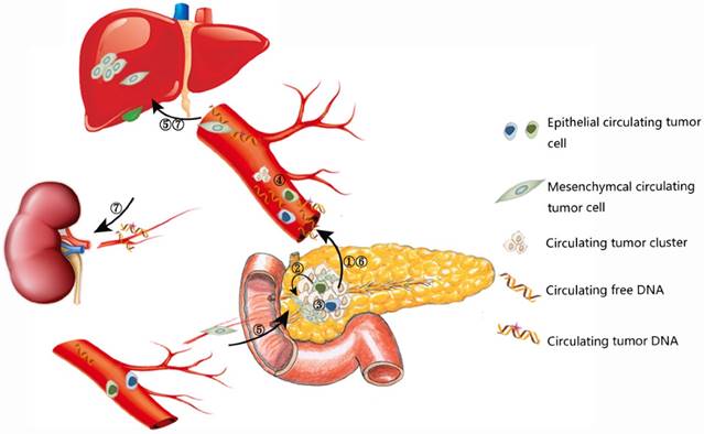 Int J Med Sci Image