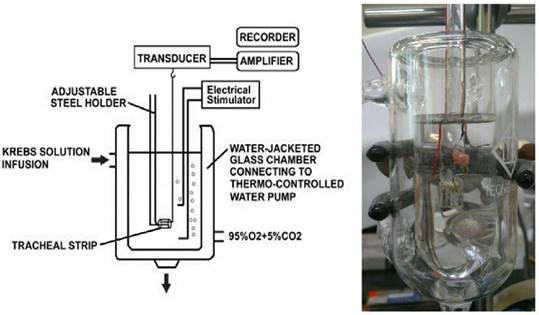 Int J Med Sci Image