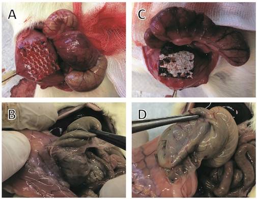 Int J Med Sci Image