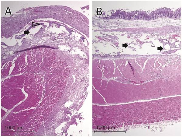 Int J Med Sci Image