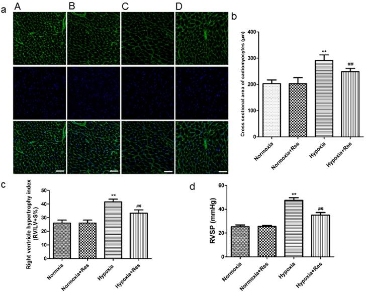 Int J Med Sci Image