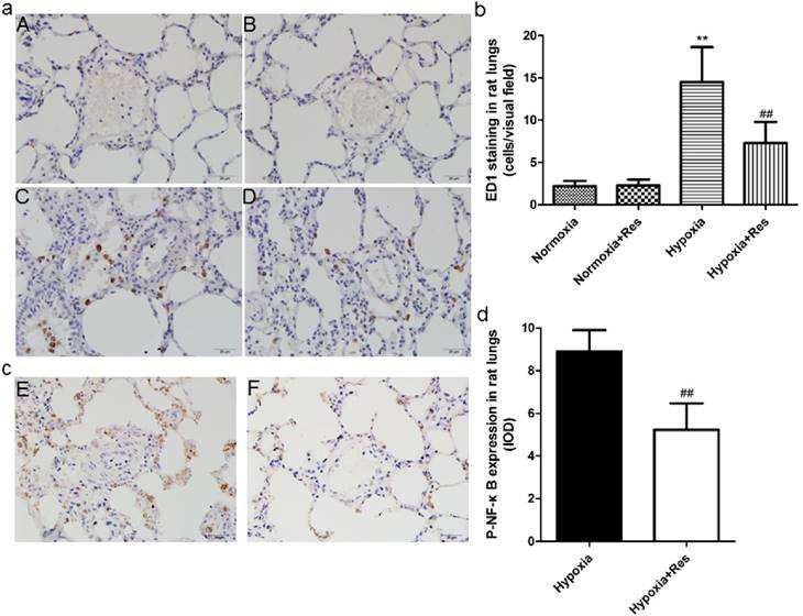 Int J Med Sci Image