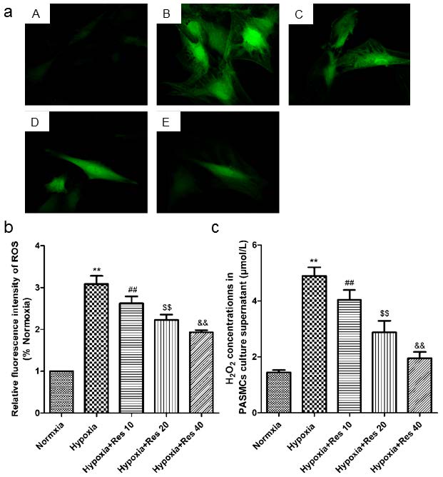 Int J Med Sci Image