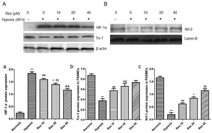 Int J Med Sci Image