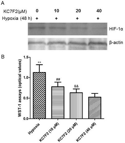 Int J Med Sci Image