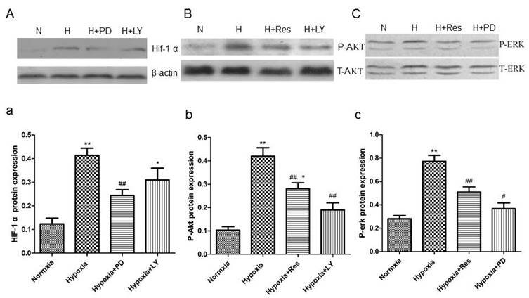 Int J Med Sci Image