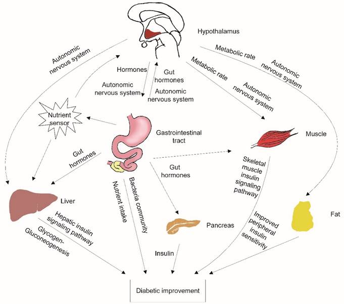 Int J Med Sci Image