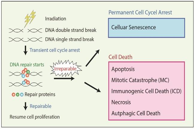 Int J Med Sci Image