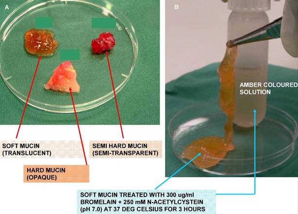 Int J Med Sci Image