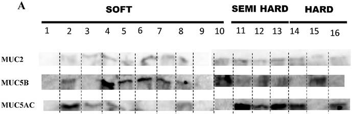 Int J Med Sci Image