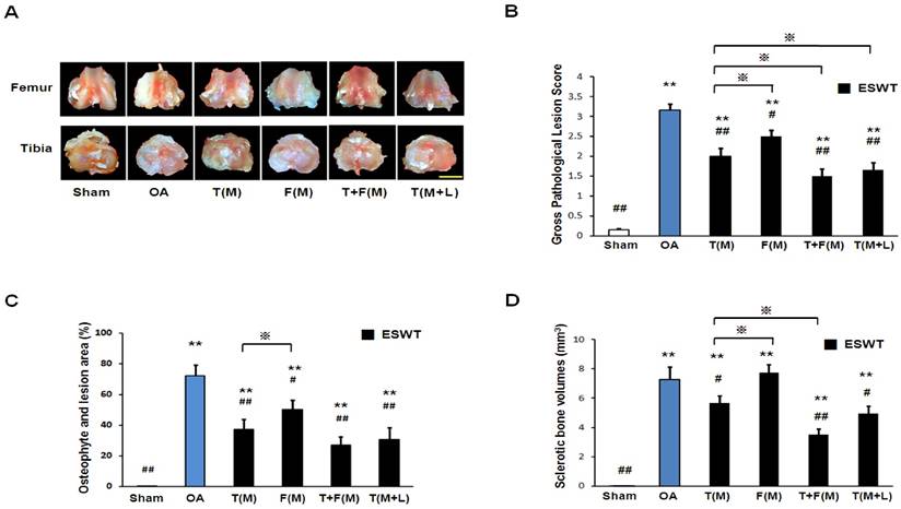 Int J Med Sci Image