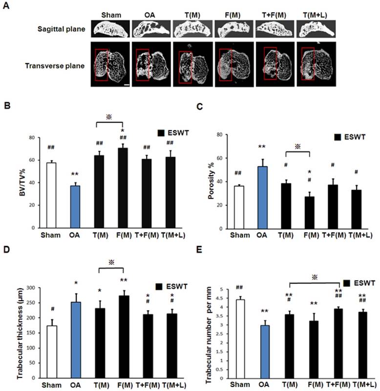 Int J Med Sci Image