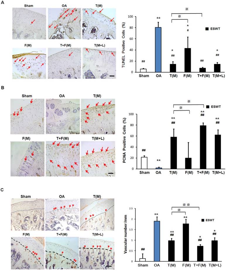 Int J Med Sci Image