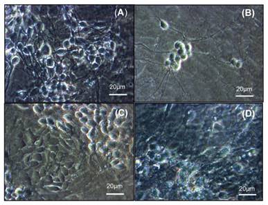 Int J Med Sci Image