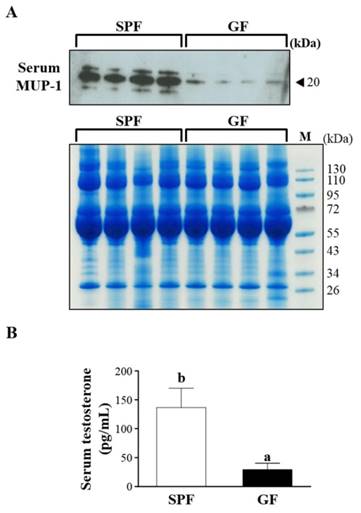 Int J Med Sci Image