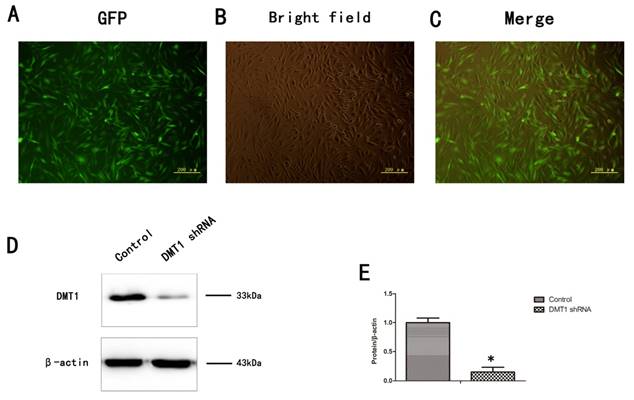 Int J Med Sci Image