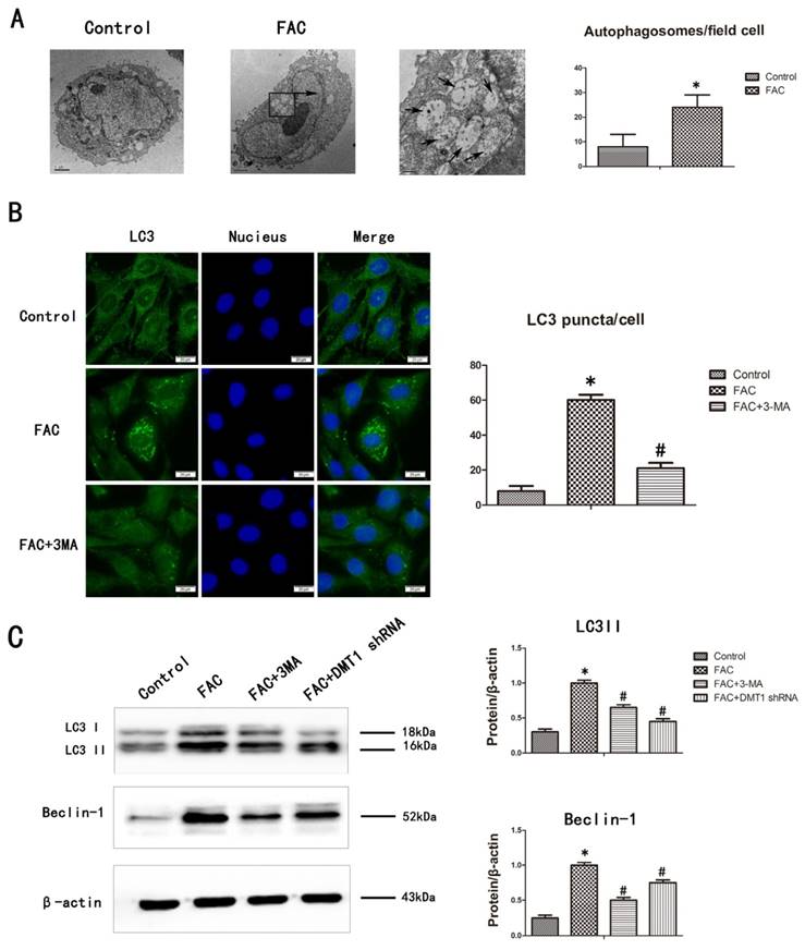 Int J Med Sci Image