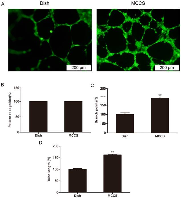 Int J Med Sci Image