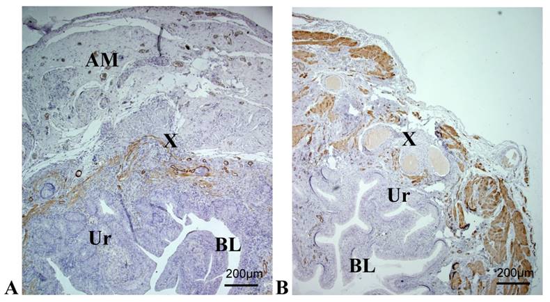 Int J Med Sci Image