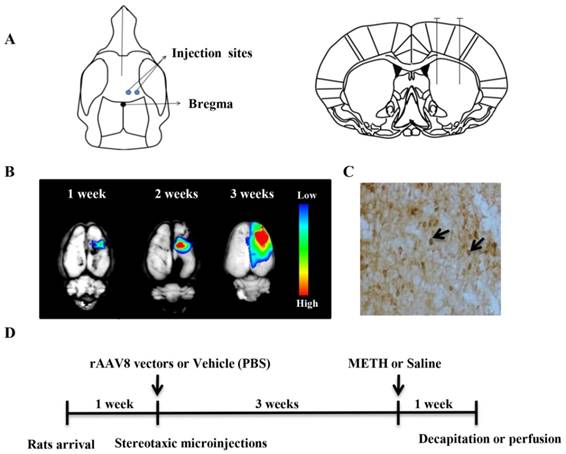 Int J Med Sci Image