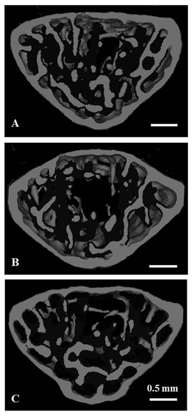 Int J Med Sci Image