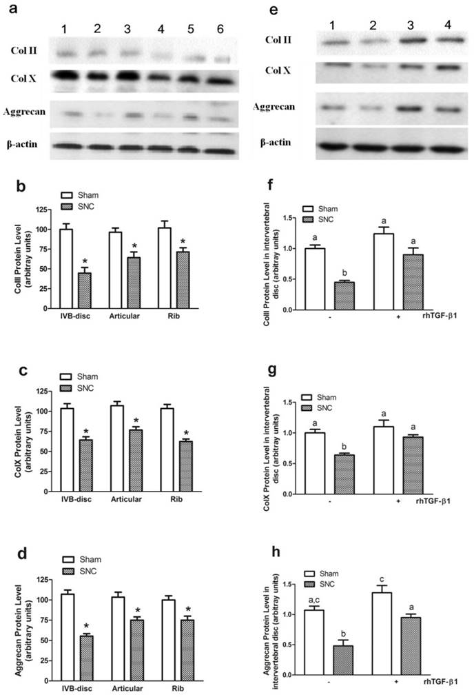 Int J Med Sci Image