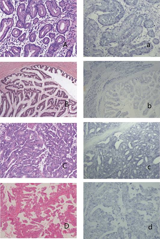 Int J Med Sci Image