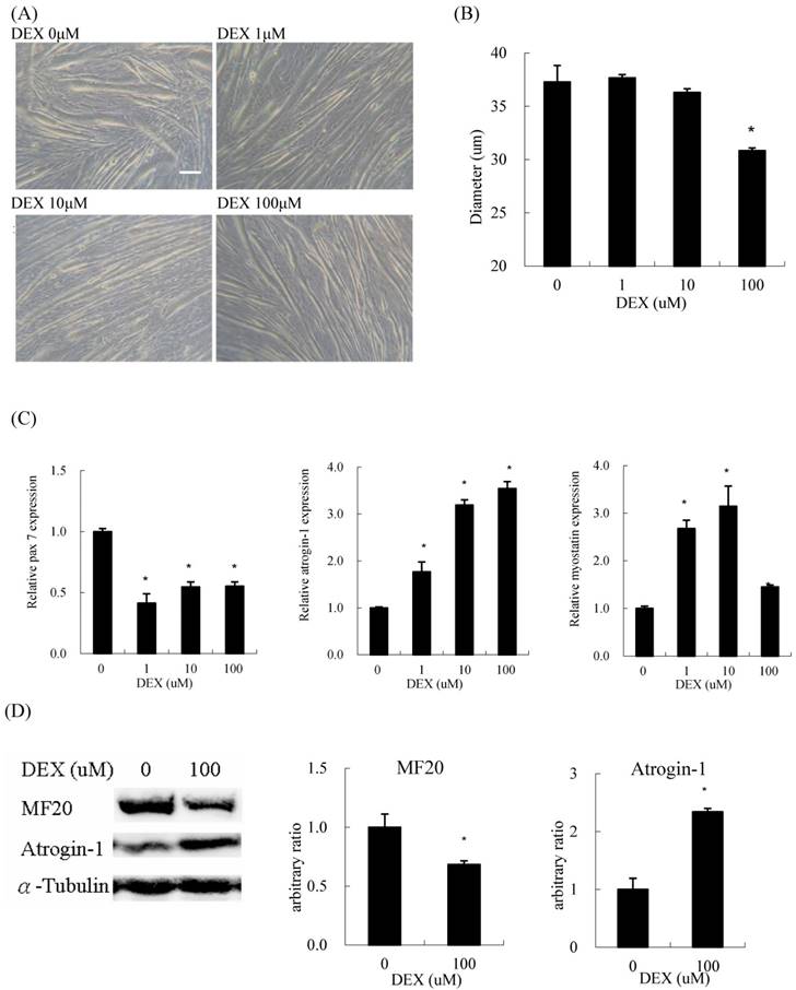 Int J Med Sci Image