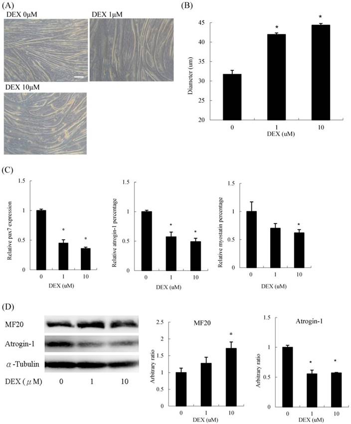 Int J Med Sci Image