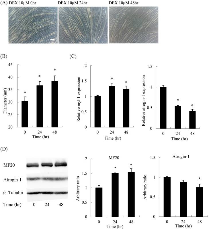 Int J Med Sci Image