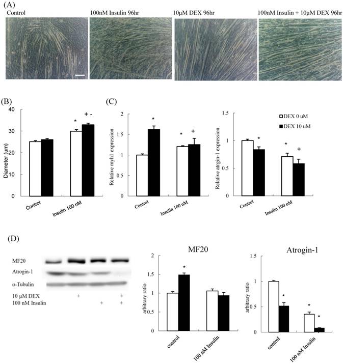 Int J Med Sci Image