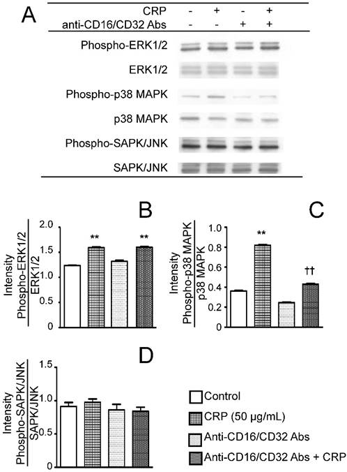 Int J Med Sci Image