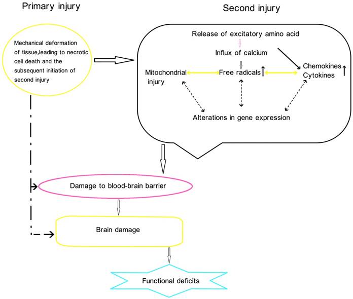 Int J Med Sci Image