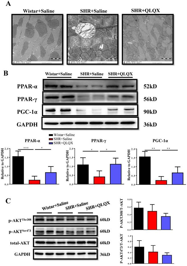 Int J Med Sci Image