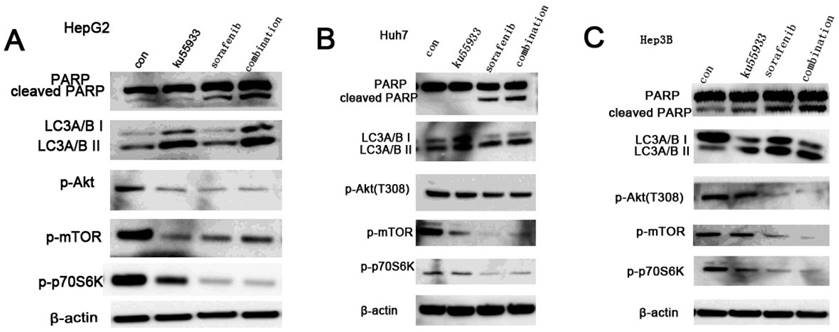 Int J Med Sci Image