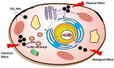 Int J Med Sci Image