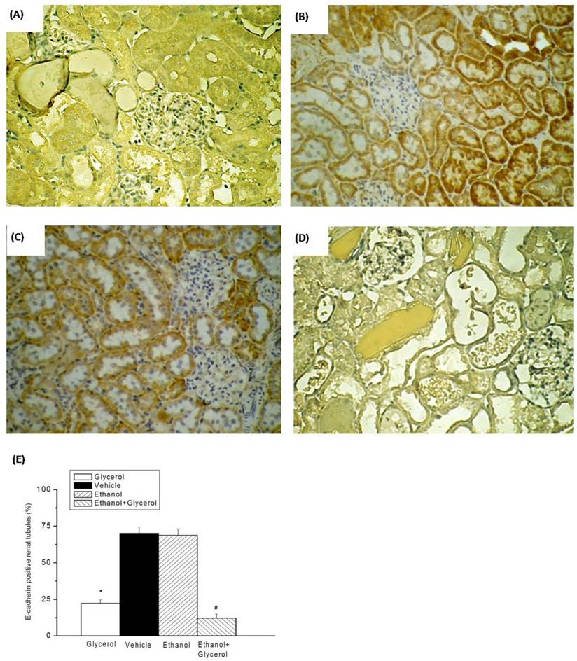 Int J Med Sci Image