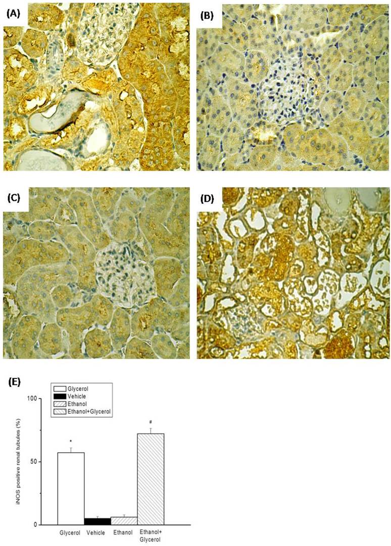 Int J Med Sci Image