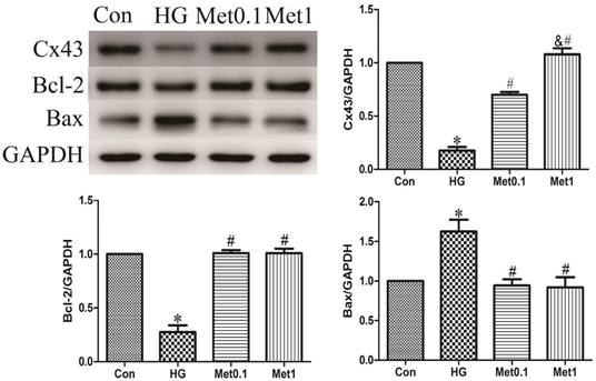 Int J Med Sci Image