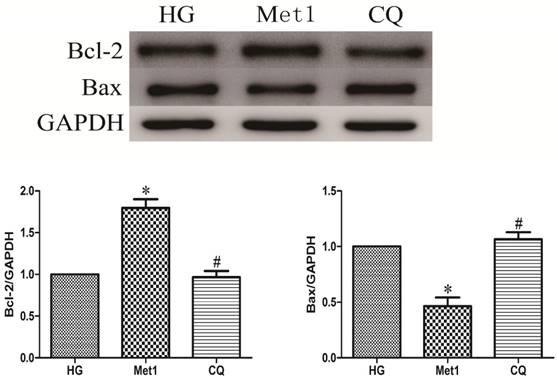 Int J Med Sci Image