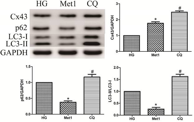 Int J Med Sci Image