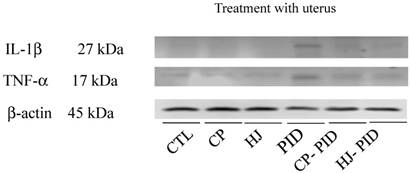 Int J Med Sci Image