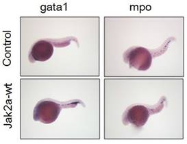 Int J Med Sci Image