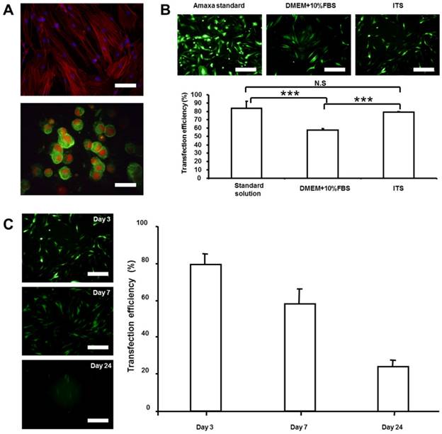 Int J Med Sci Image