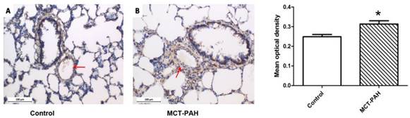 Int J Med Sci Image