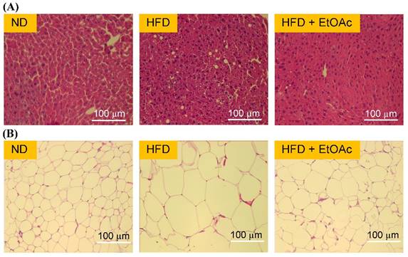 Int J Med Sci Image