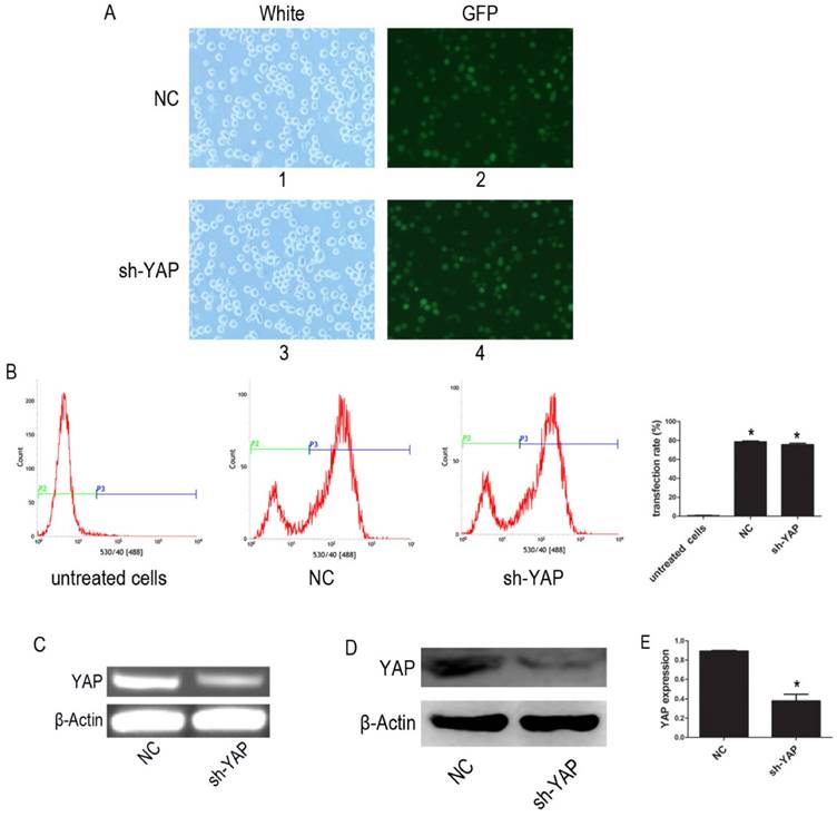 Int J Med Sci Image