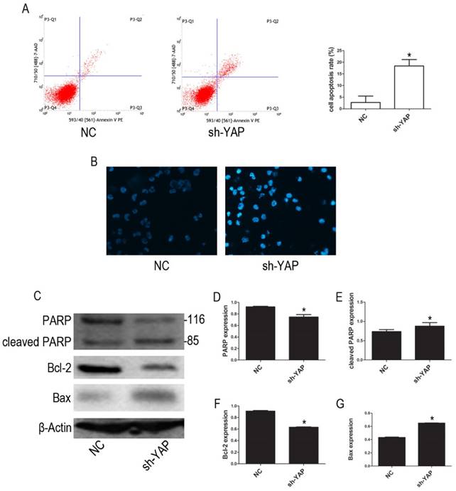 Int J Med Sci Image